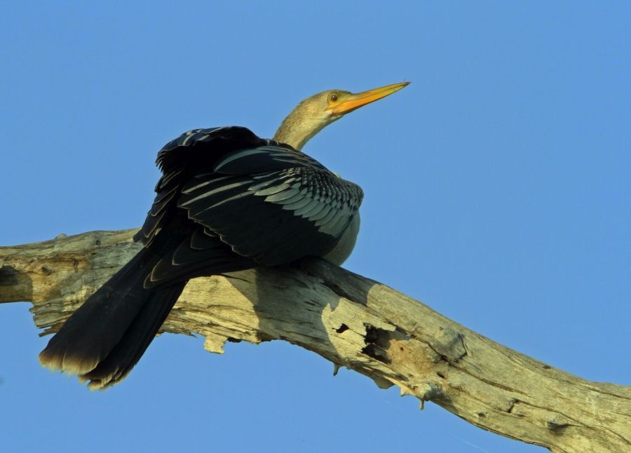 ANHINGA.jpg