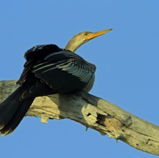 ANHINGA.jpg