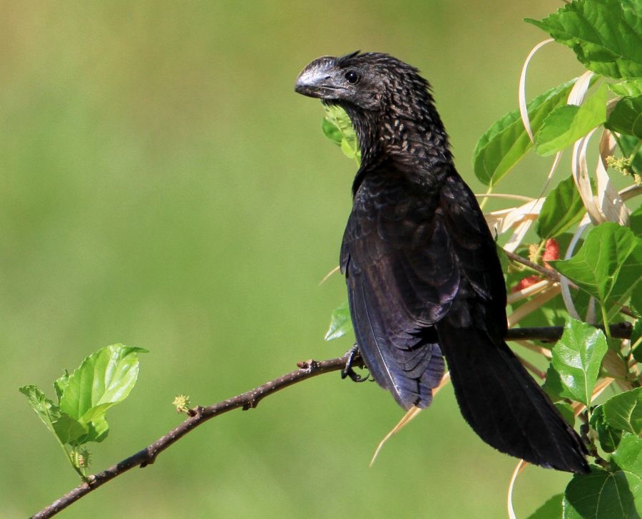 ANI  SMOOTH-BILLED.jpg