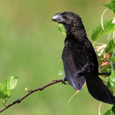 ANI  SMOOTH-BILLED.jpg