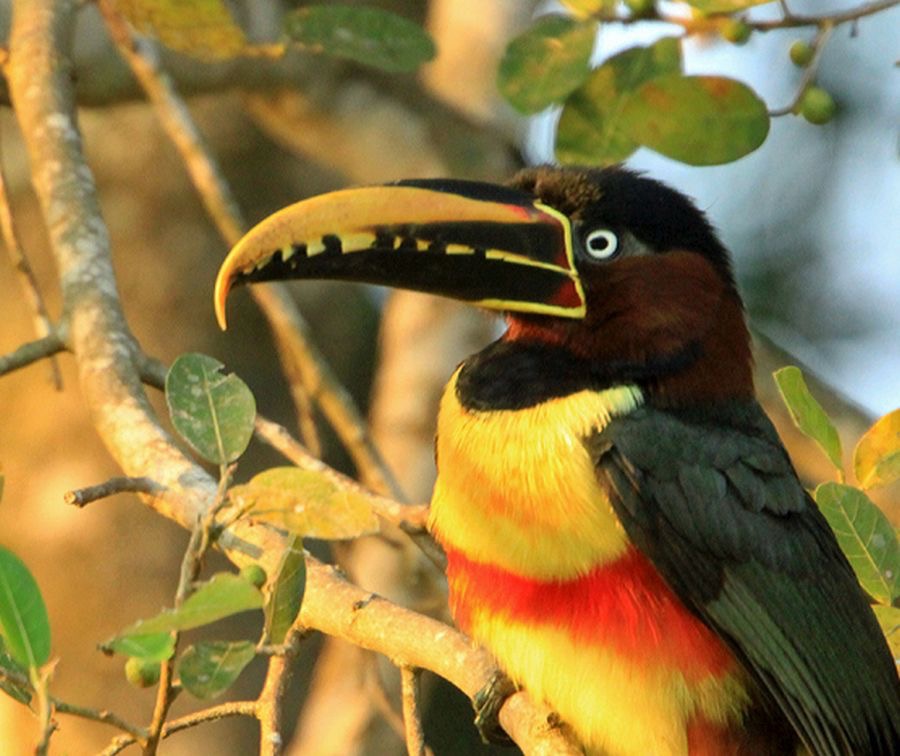 ARACARI  CHESTNUT EARED feeding.jpg