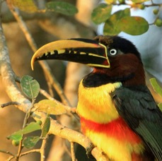 ARACARI  CHESTNUT EARED feeding.jpg