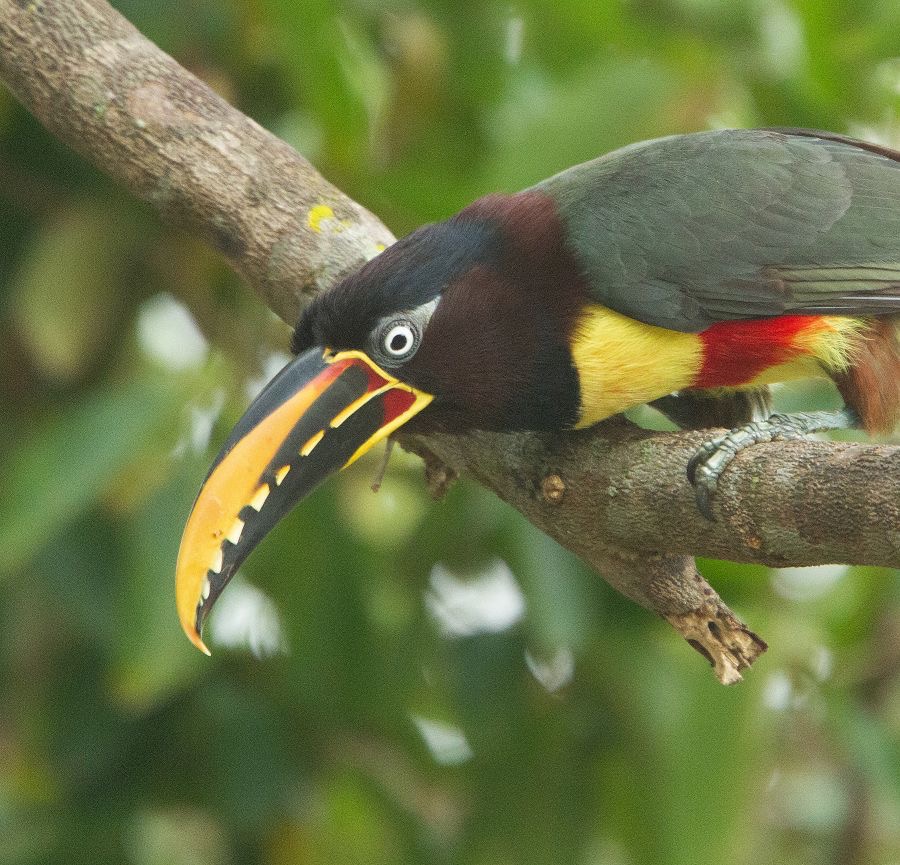 ARACARI,  CHESTNUT  EARED.jpg