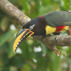 ARACARI,  CHESTNUT  EARED.jpg