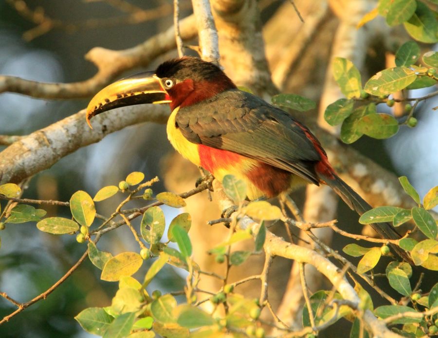 ARACARI.  CHESTNUT  EARED.JPG