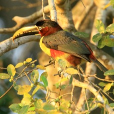 ARACARI.  CHESTNUT  EARED.JPG
