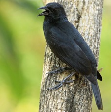 BLACKBIRD  CHOPI.jpg
