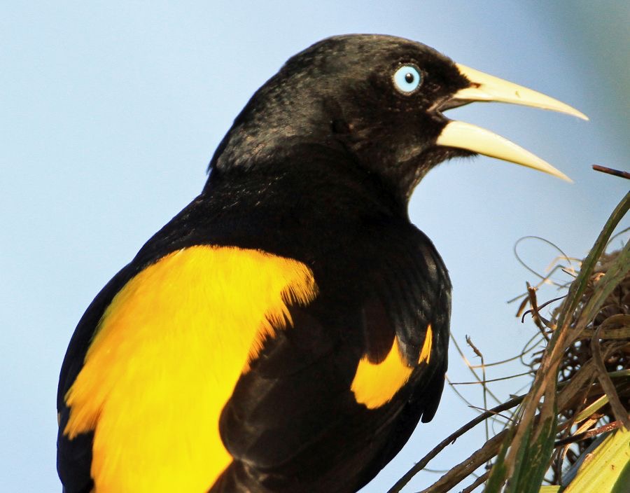 CACIQUE  YELLOWRUMPED_.jpg