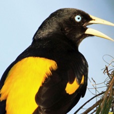 CACIQUE  YELLOWRUMPED_.jpg