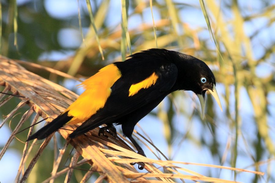 CACIQUE.  YELLOWRUMPED.JPG