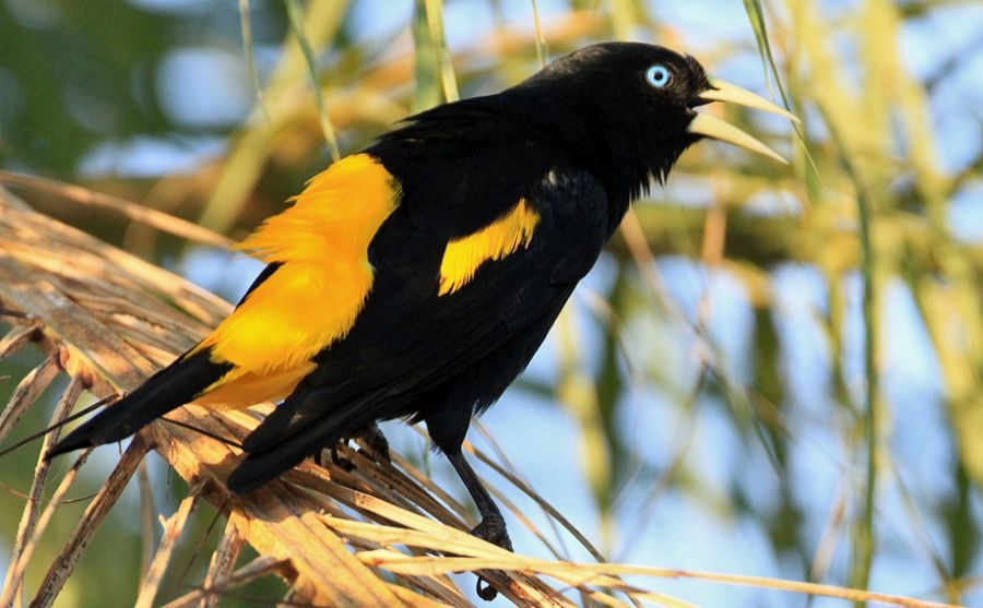 CACIQUE..     YELLOWRUMPED.jpg