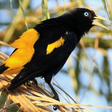 CACIQUE..     YELLOWRUMPED.jpg