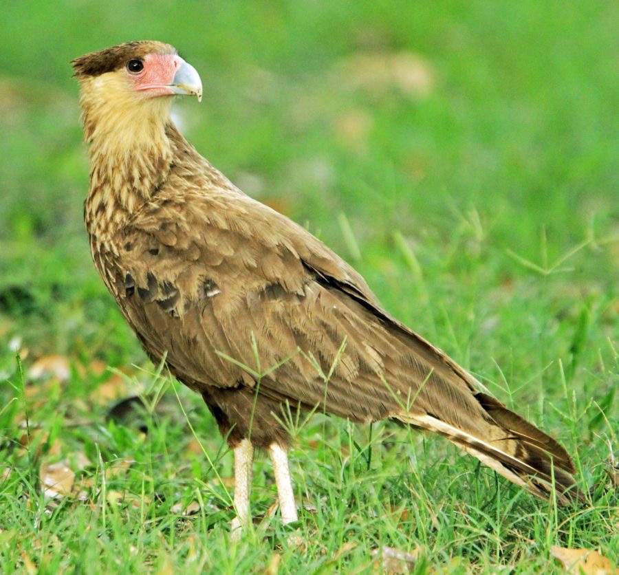 CARACARA SOUTH CRESTED immature.jpg