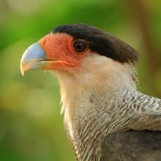 CARACARA SOUTHERN CRESTED..jpg