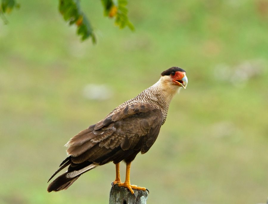 CARACARA.  SOUTHERN  CRESTED.jpg