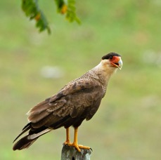 CARACARA.  SOUTHERN  CRESTED.jpg
