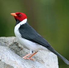 CARDINAL YELLOW BILLED_.jpg