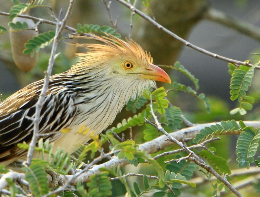 CUCKOO   GUIRA_.jpg