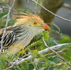 CUCKOO   GUIRA_.jpg