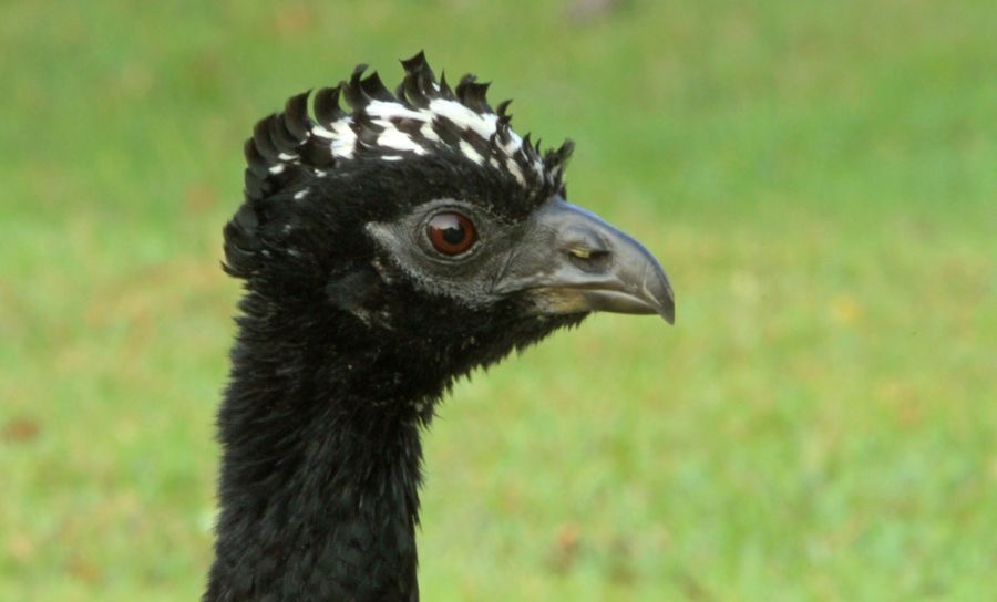 CURASSOW BARE FACED female.jpg