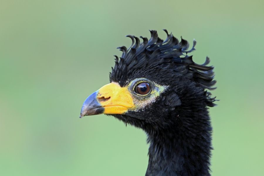 CURASSOW BARE FACED male.jpg