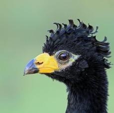 CURASSOW BARE FACED male.jpg
