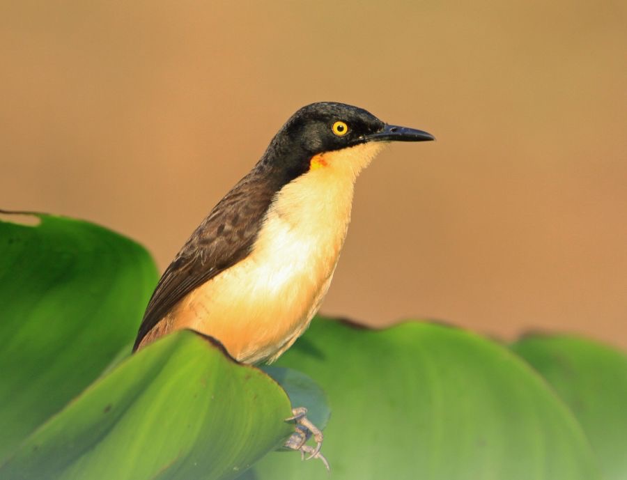 DONACOBIUS BLACK CAPPED.jpg