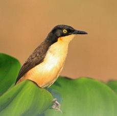DONACOBIUS BLACK CAPPED.jpg