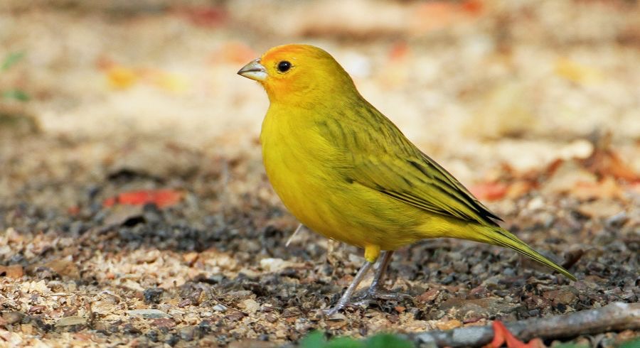 FINCH  SAFFRON.jpg