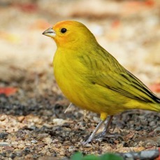 FINCH  SAFFRON.jpg
