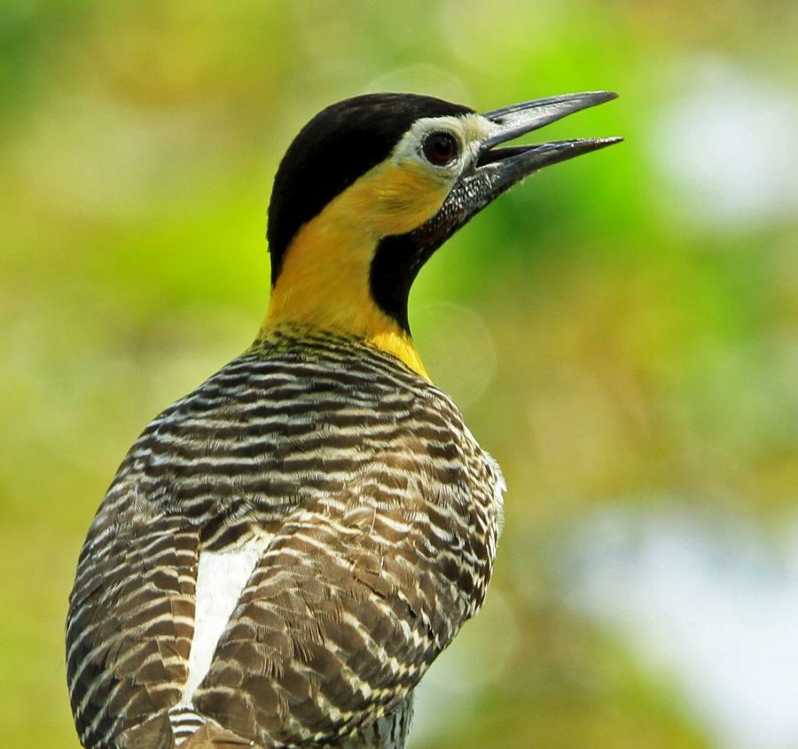 FLICKER      CAMPO_.jpg