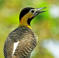 FLICKER      CAMPO_.jpg