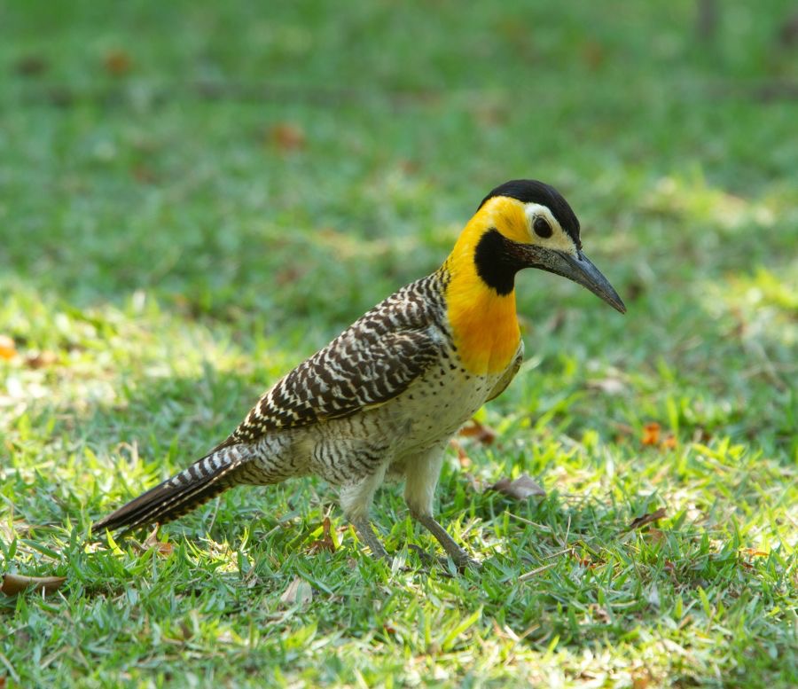 FLICKER.   CAMPO.jpg