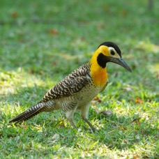 FLICKER.   CAMPO.jpg