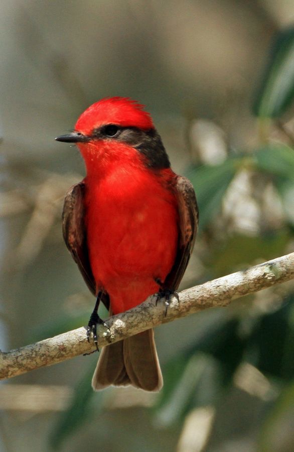 FLYCATCHER    VERMILION.jpg