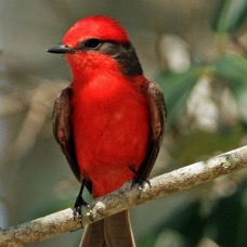 FLYCATCHER    VERMILION.jpg