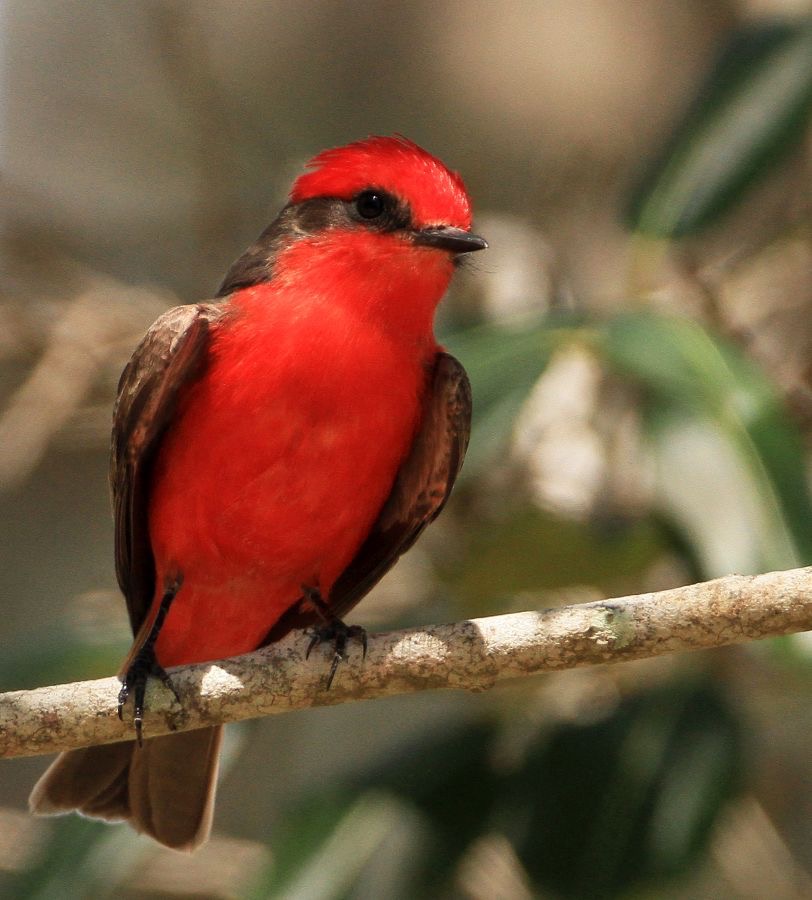 FLYCATCHER.  VERMILION.JPG