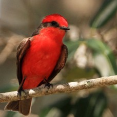 FLYCATCHER.  VERMILION.JPG