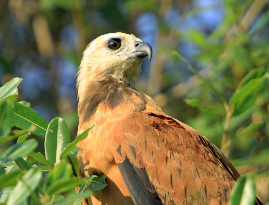 HAWK             BLACK COLLARED.jpg