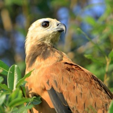 HAWK             BLACK COLLARED.jpg
