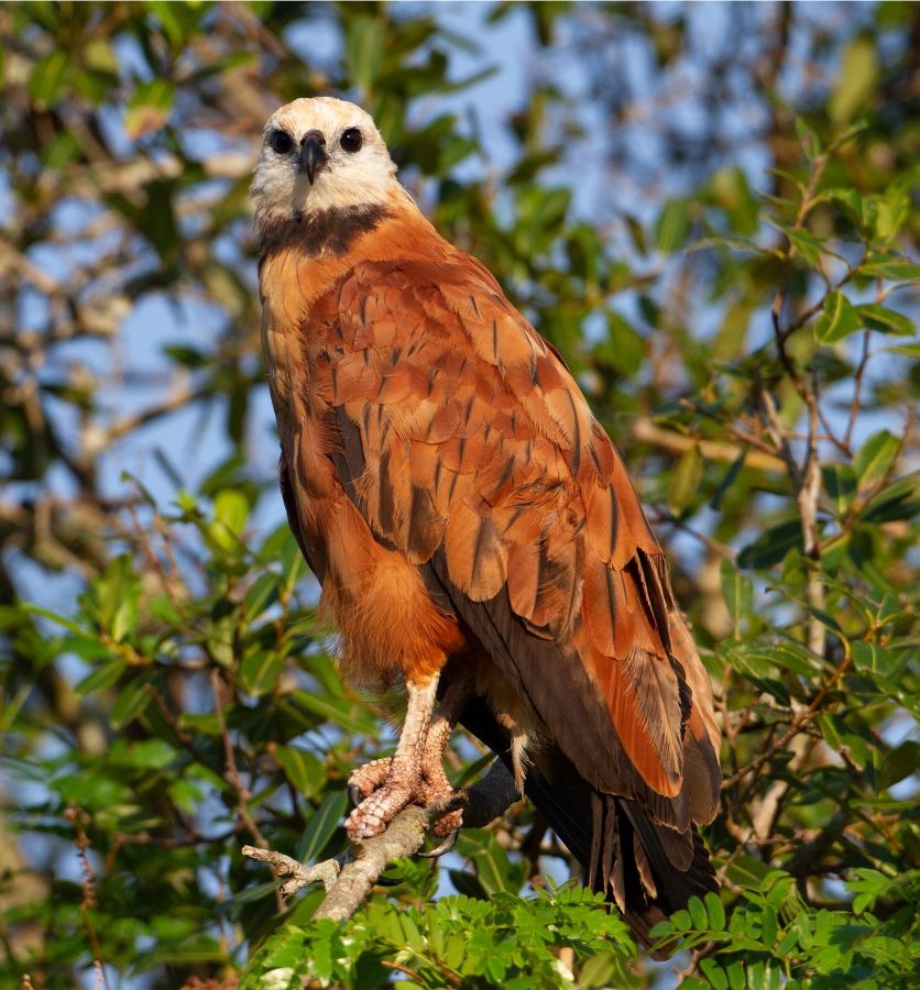 HAWK         BLACK  COLLARED.jpg