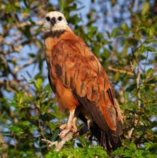 HAWK         BLACK  COLLARED.jpg