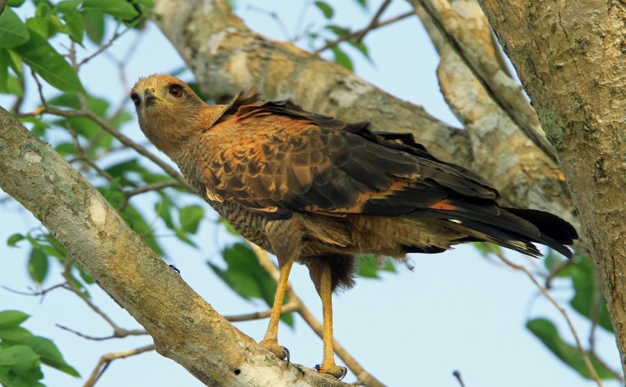 HAWK     SAVANNA.jpg