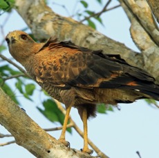 HAWK     SAVANNA.jpg
