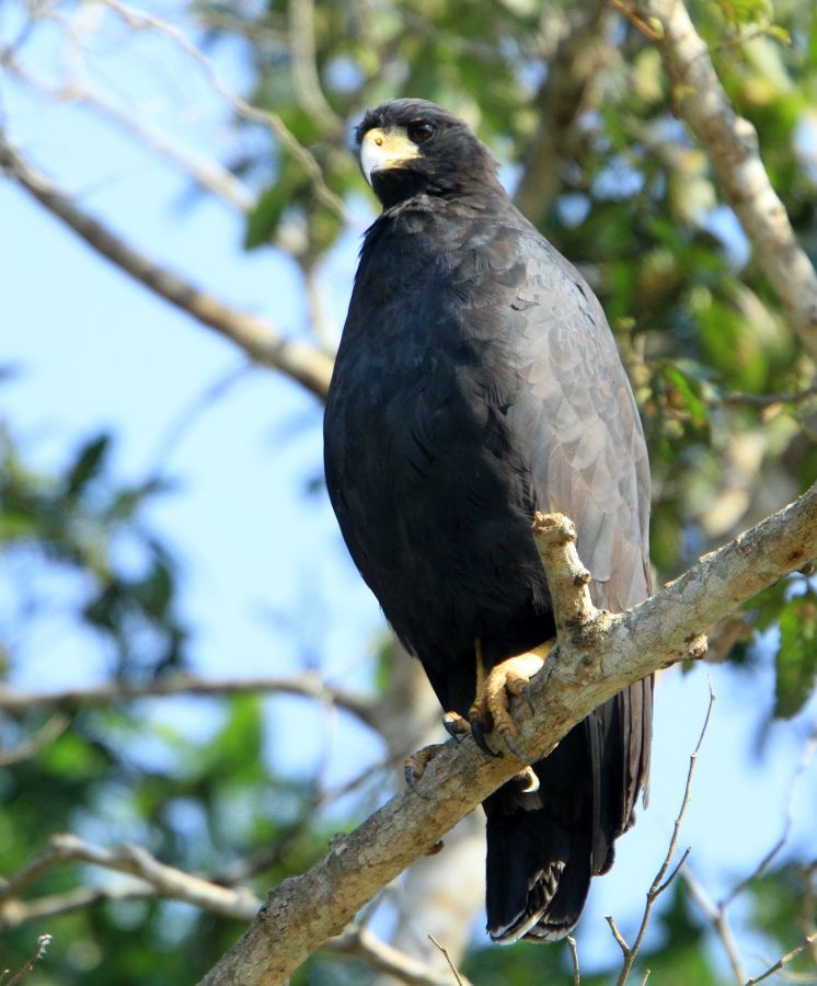 HAWK..          GREAT  BLACK.JPG
