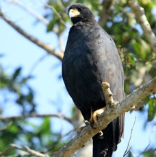 HAWK..          GREAT  BLACK.JPG