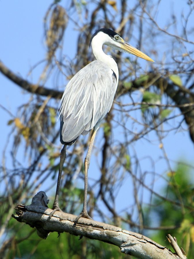 HERON..      COCOI.JPG