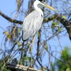 HERON..      COCOI.JPG