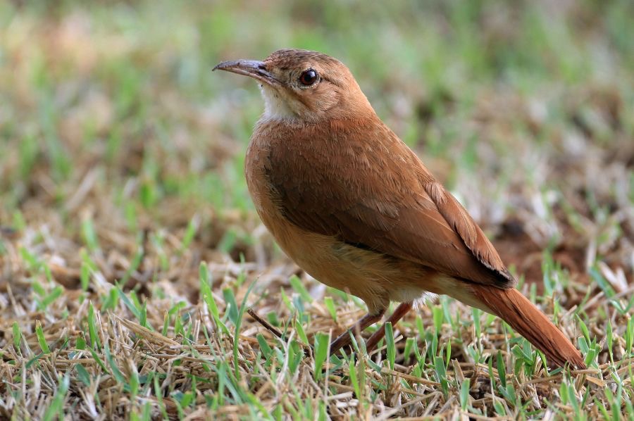 HORNERO   RUFOUS.jpg