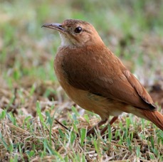 HORNERO   RUFOUS.jpg